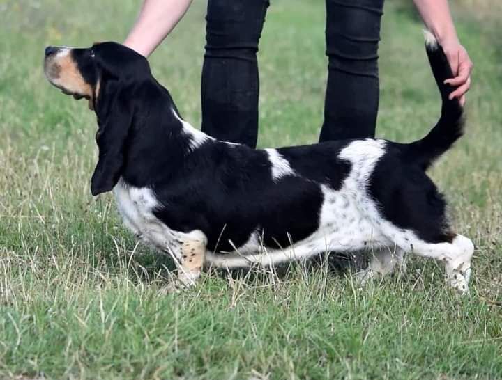 Les Basset Hound de l'affixe Des Carrières Gauloises