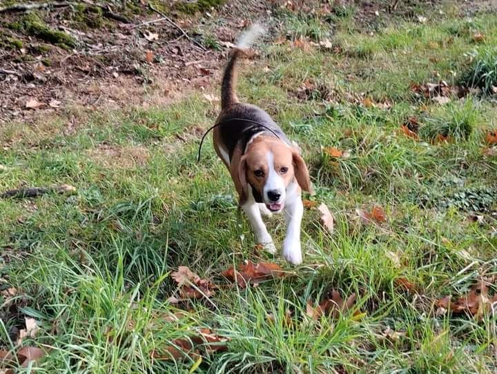 Les Beagle de l'affixe Des Carrières Gauloises