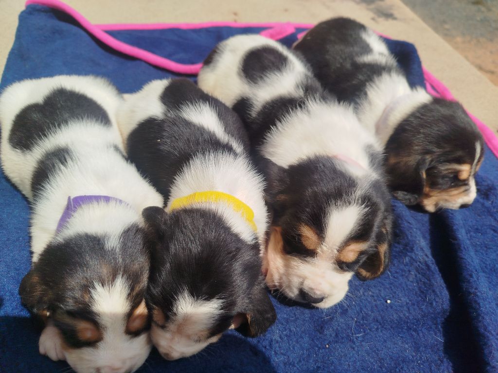 De nouvelles photos pour les chiots de Smarties