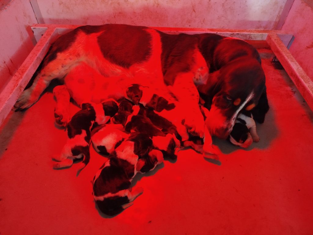 Des Carrières Gauloises - Chiots Basset Hound